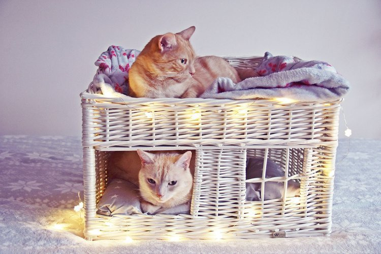 Wicker sales cat igloo