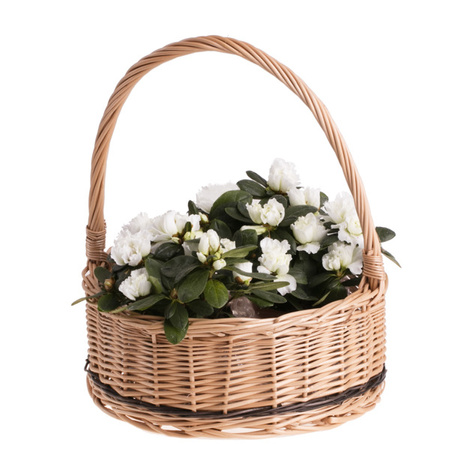 Petit panier en osier naturel avec liserets teintés Ø28 H11/27  CM